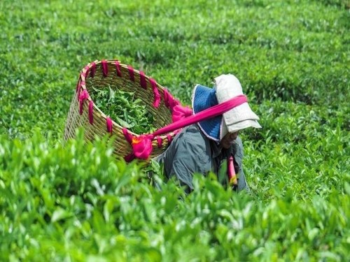 ZISTWAR DITHÉ | Le Domaine de Bois Cheri