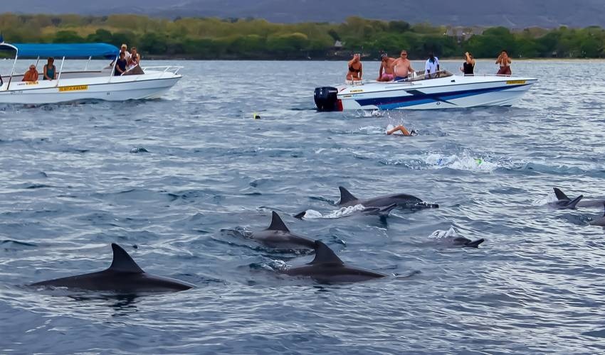 Dolphins Encounter (Shared) | Dolswim